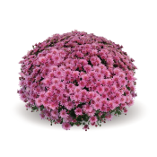 Ace Pink
