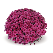 Ace Purple