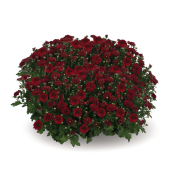 Banquet Red Improved