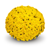 Baria Yellow