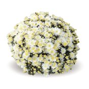 Bliss White