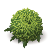 Bombelini