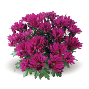 Breeze Cassis
