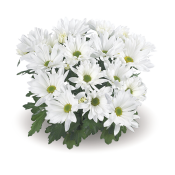 Breeze Snow