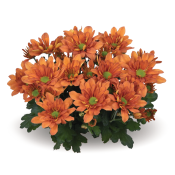 Breeze Tangerine