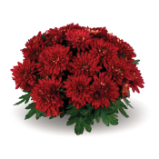 Chrystal Berry