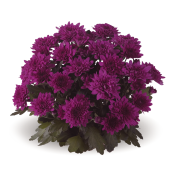 Chrystal Cherry
