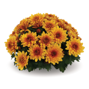 Chrystal Marigold