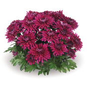 Chrystal Purple