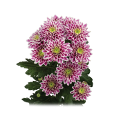 Embu