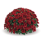Fiesta Red