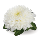 Honeymoon White