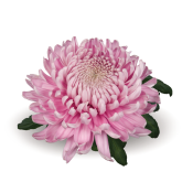 Hornbill Pink
