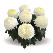 Ismara Blanc