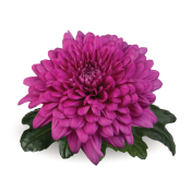 Lamira Purple