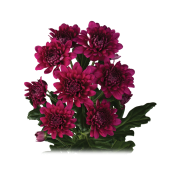 Lamira Purple