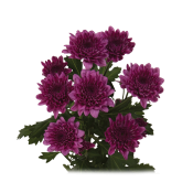 Malibu Purple