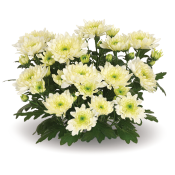 Mount® Aubert Creme