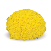 Sunniva Yellow