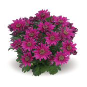 Suntase Purple